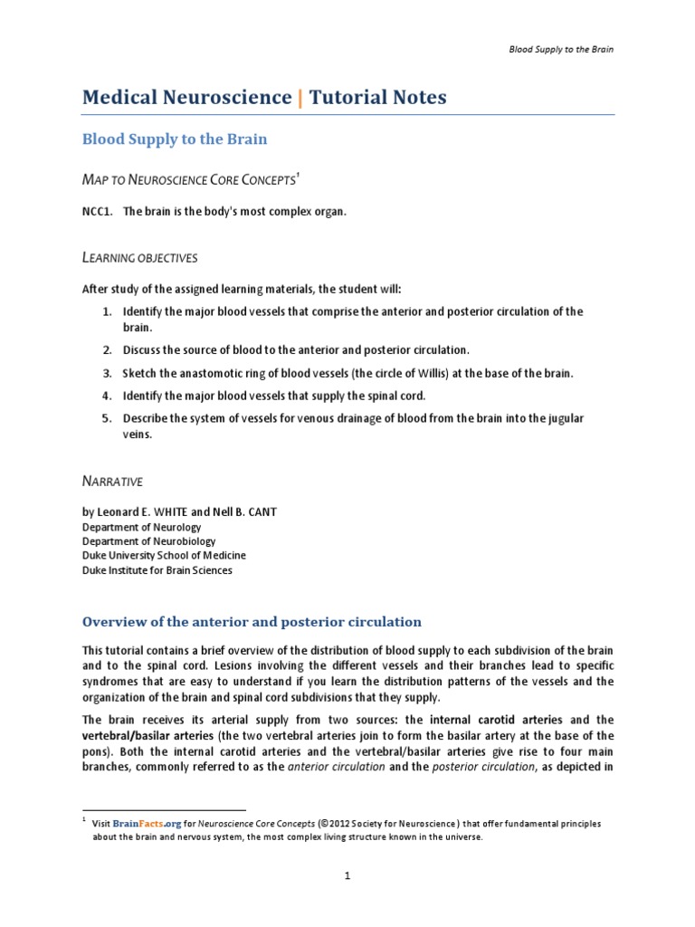 Medical Neuroscience Tutorial Notes: Blood Supply To The Brain | PDF ...