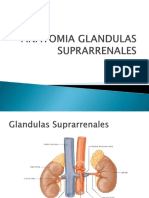 2 Anatomia Glandulas Suprarrenales (1)