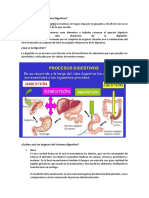 Sistema Digestivo