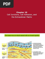 Chapter 19 - Cell Junctions and Cell Adhesion