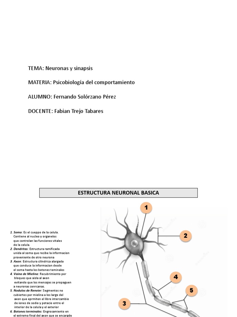 Estructura y Función Neuronal | PDF | Sinapsis | Potencial de acción