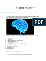 ¿Qué Son Los Pares Craneales?: Publicado: 29-11-2016 10:15:37 Categorías