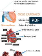 Ciclo Cardíaco