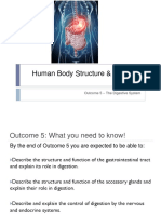 Human Body Digestive System