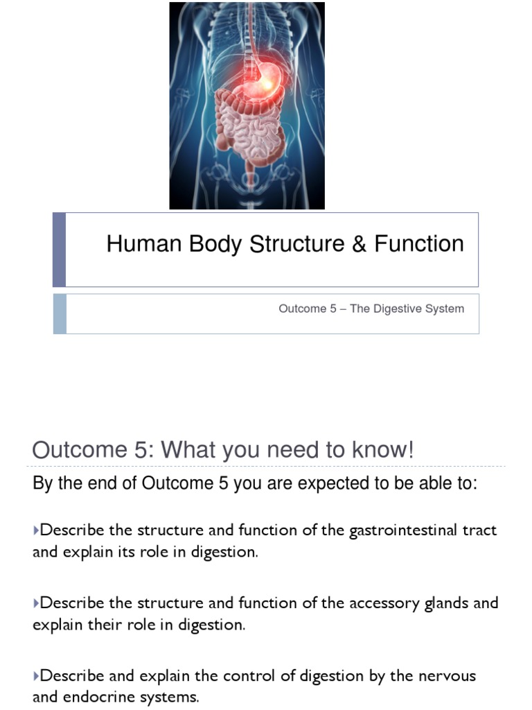 Human Body Digestive System | PDF | Stomach | Digestion