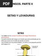6. Setas y Levaduras