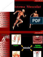 Sistema Muscular