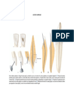 Unidad Dentaria Morfologia Individual