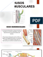 Husos Neuromusculares