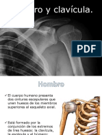 Hombro Clavicula