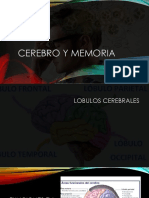 Cerebro y Memoria