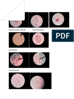 parasitologi