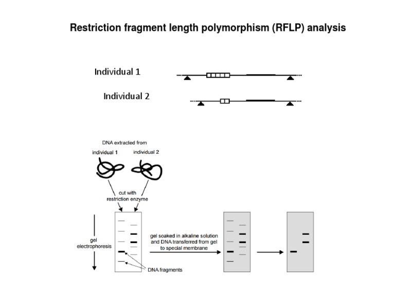RFLP Analysis of Genetic Variability | PDF