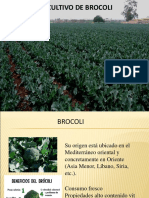 Cultivo de Brocoli