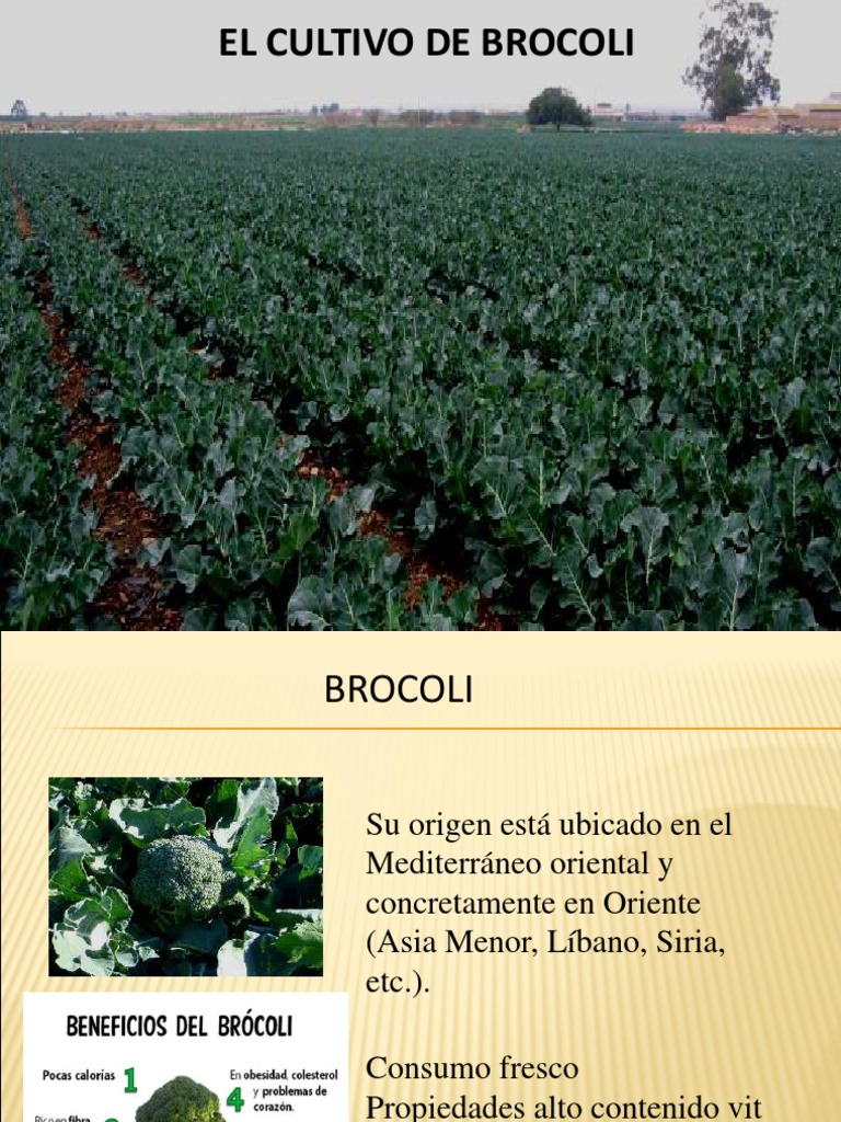 Cultivo de Brocoli PDF Brócoli Tallo de la planta