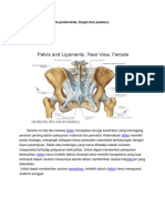 Anatomi Panggul Wanita Pembentuk, Fungsi Dan Jenisnya: Os Pelvis (Tulang Panggul)