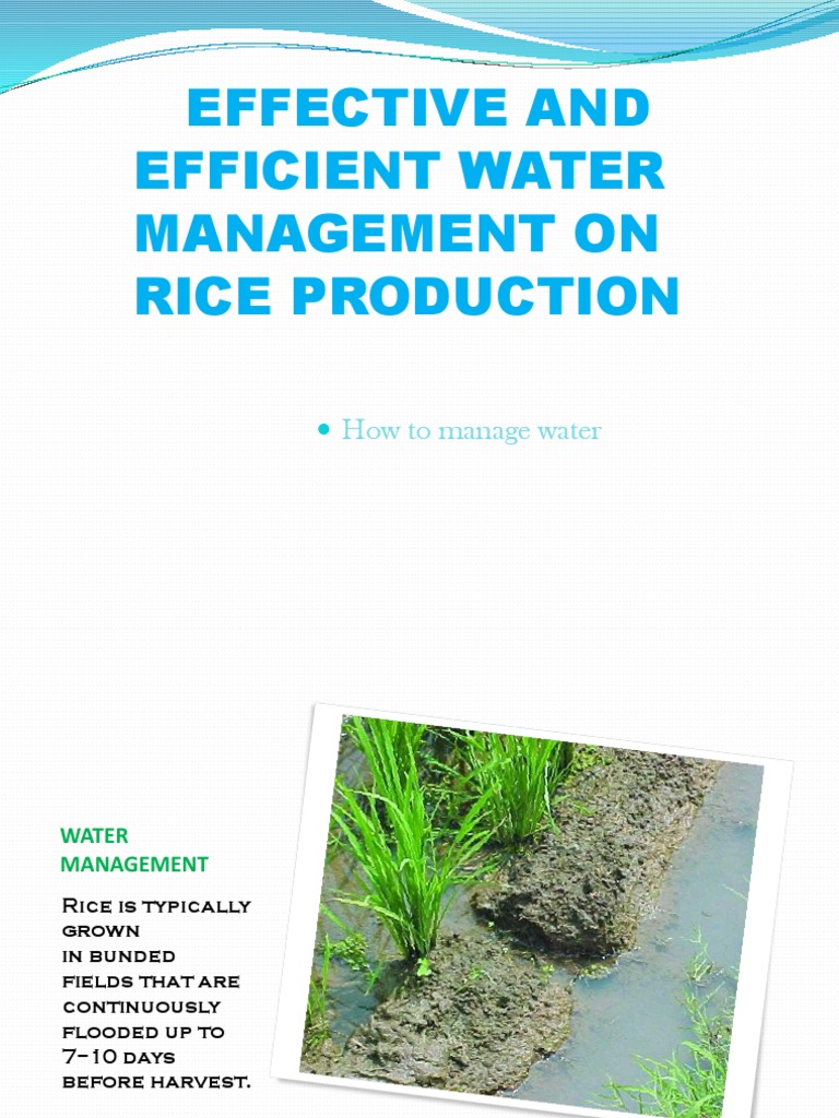 Efficient Water Management for Rice Production | PDF | Rice | Irrigation