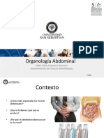 Clase 24 Organologia Abdominal - DBIO1050