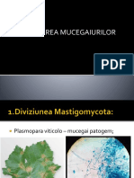 7.mucegaiurile Clasificare