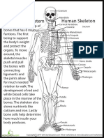 Human Skeletal System