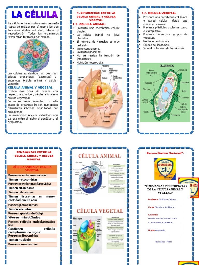 Triptico Celula Animal Y Vegetal Citoplasma Vacuole