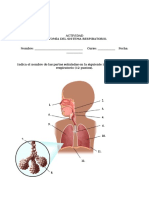 Actividad Anatomía del sistema respiratorio.doc