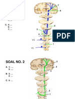 4 Soal Tractus Dan Nervi Craniales