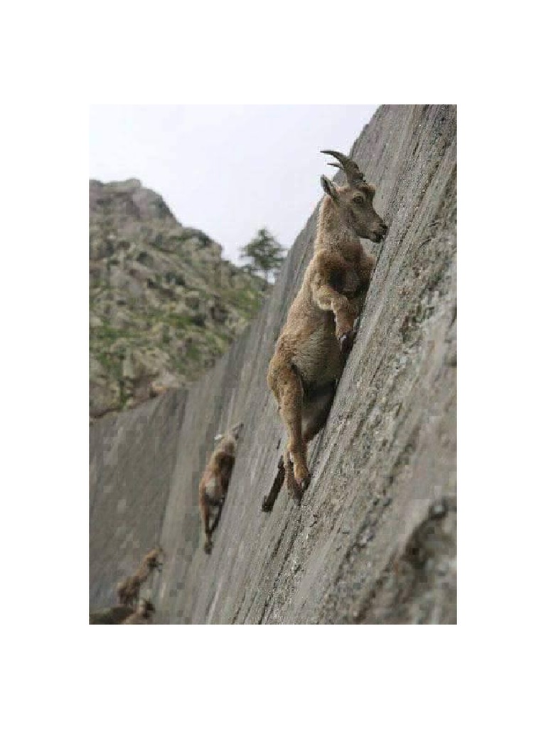DeathDefying Mountain Goats Are Seen Climbing The Steep Dam Wall in