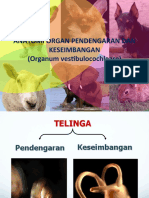 Telinga