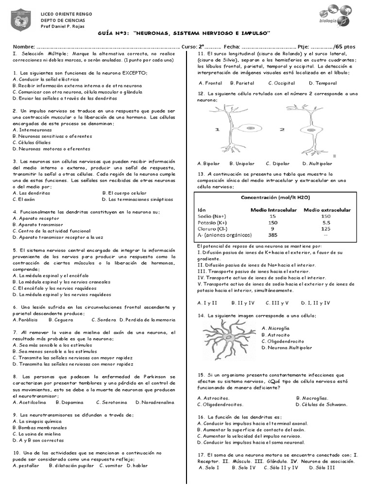 Guia de Neuronas | PDF | Sinapsis | Neurona