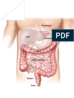 Aparato Digestivo