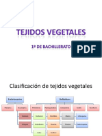 Clasificacin Detejido Svegetales