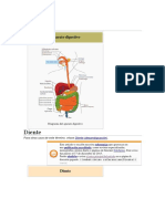 Aparato digestivo