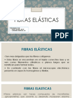 Fibras elásticas: métodos de tinción y características