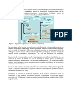 Las Anemias Normocíticas Son Un Grupo de