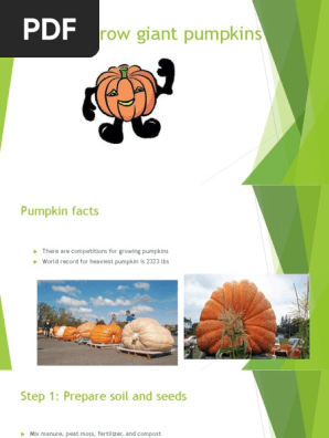 giant pumpkins - dawson 1 