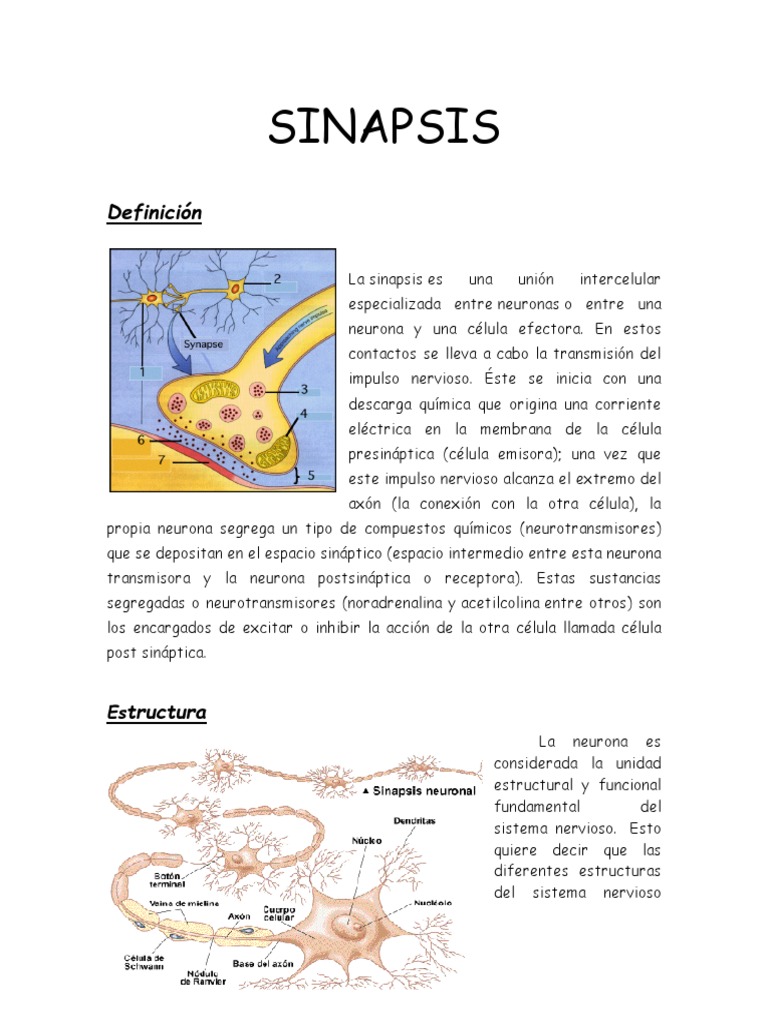 Seminario de Sinapsis | PDF | Sinapsis | Sinapsis química