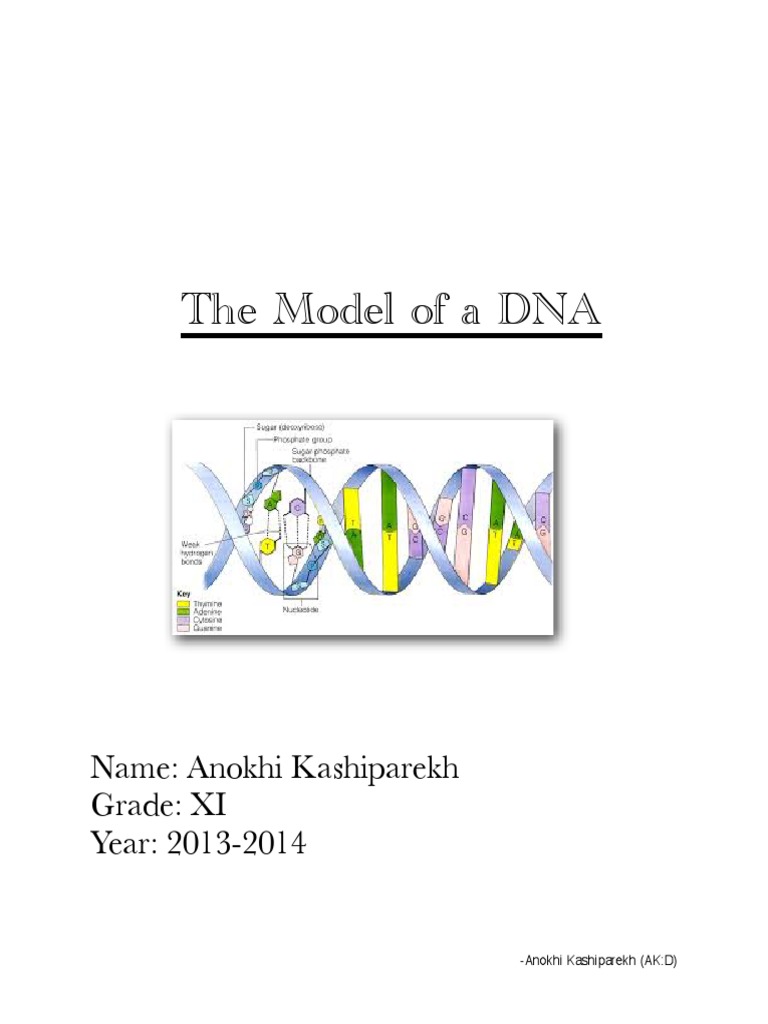 DNA Project Overview and Structure | PDF | Dna | Mutation