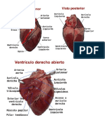 Cardio Imagenes Corazón