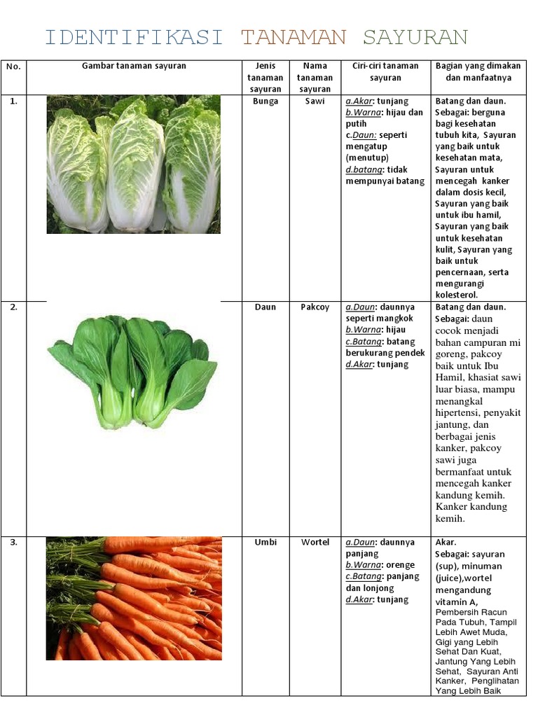 Identifikasi Tanaman Sayuran