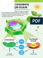 Produtos Da Fotossintese e Respiração Celular PDF