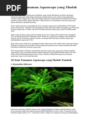 10 Jenis Tanaman Aquascape Yang Mudah Tumbuh