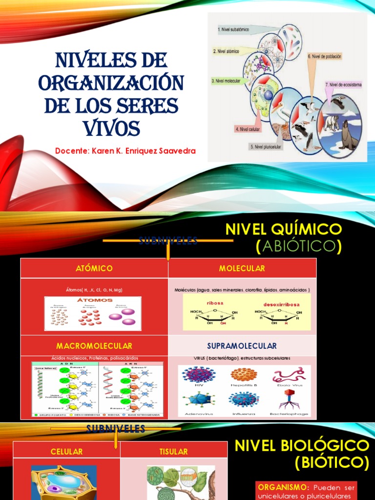Niveles de Organización de los Seres Vivos | PDF | Organismos | Biología