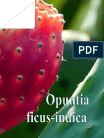 Opuntia Ficus Indica