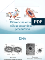 Diferencias entre la célula eucariótica y procariótica 2015