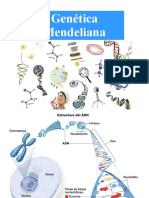 Teoria 7 Genetica Mendeliana11