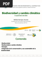 Nelida Barajas Acosta