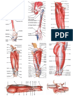 repaso de anato pierna.docx