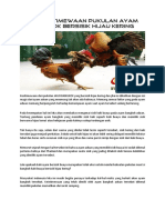 Ciri Keistimewaan Pukulan Ayam Bangkok Bersisik Hijau Kering