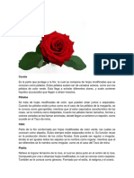 Partes de La Rosa